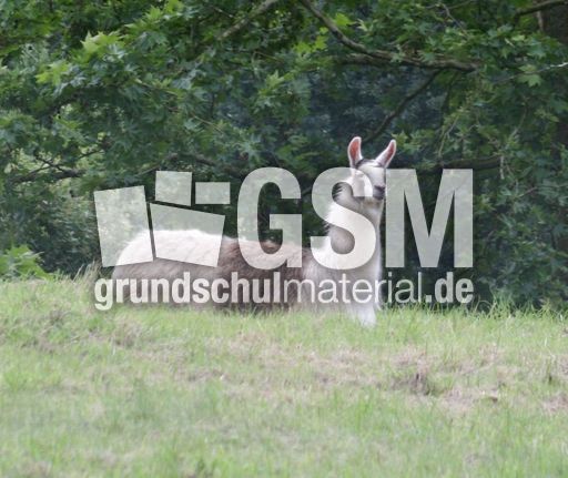 Lama-1.jpg